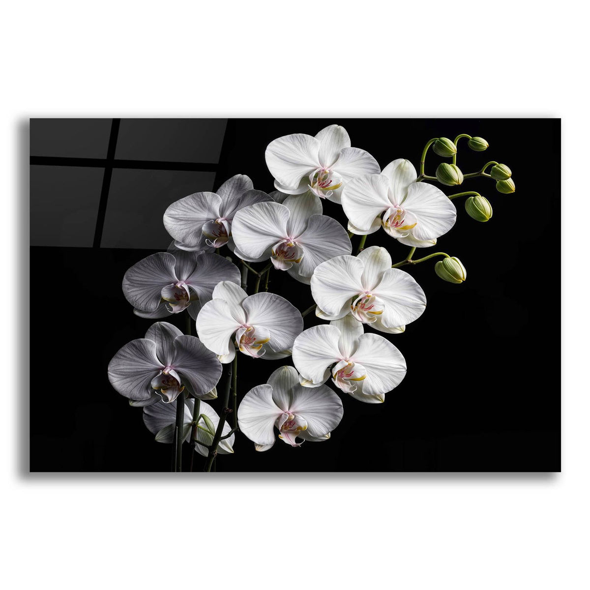 Orchid Flowers 1 by Rey Klimt acrylic glass wall art