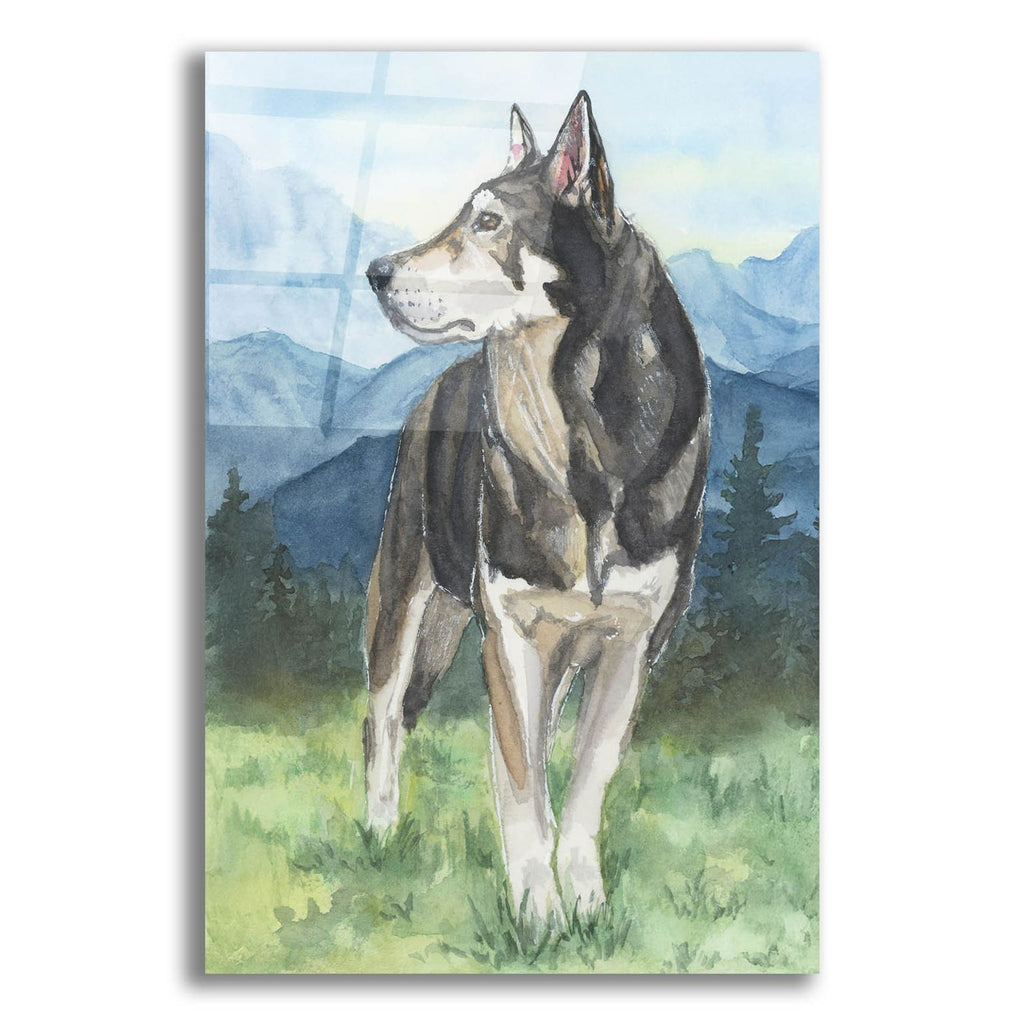 Husky In The Mountains by Anika Goodhue acrylic glass wall art