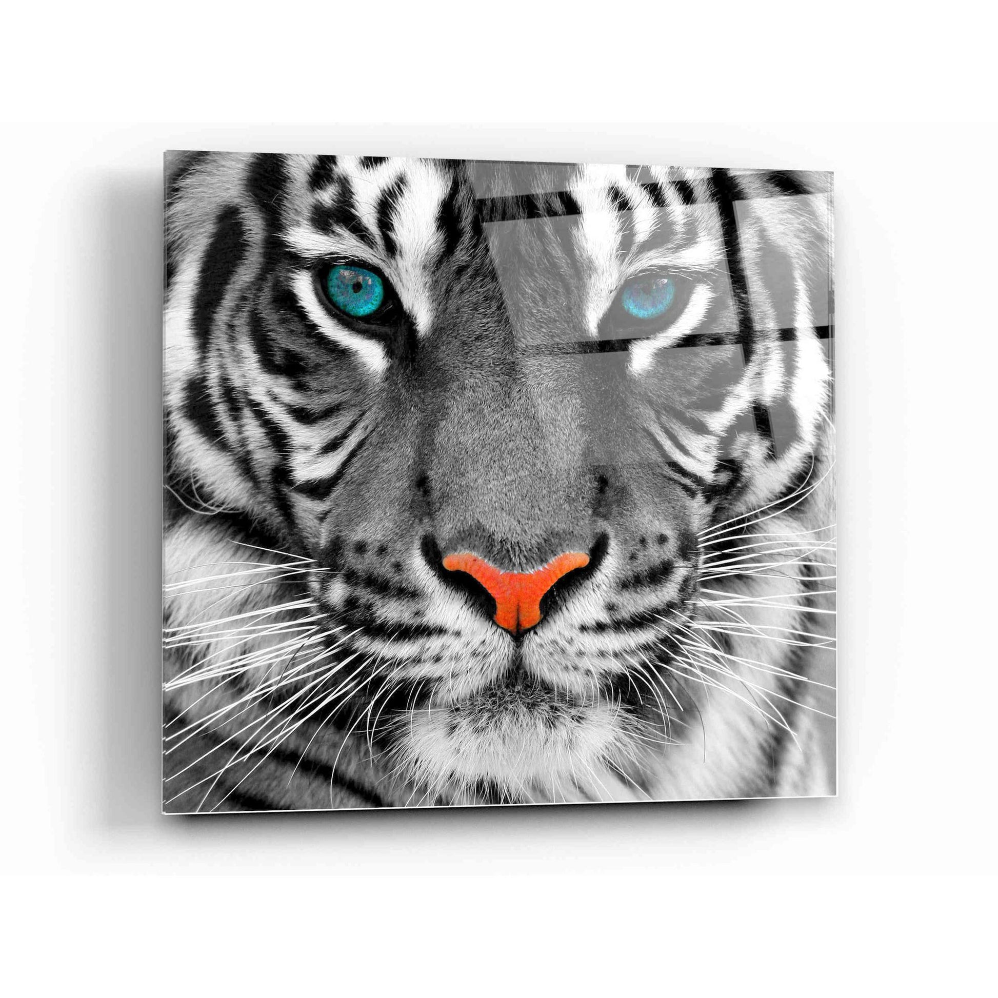 Epic Art 'Thrill of the Tiger' Acrylic Glass Wall Art,12x12