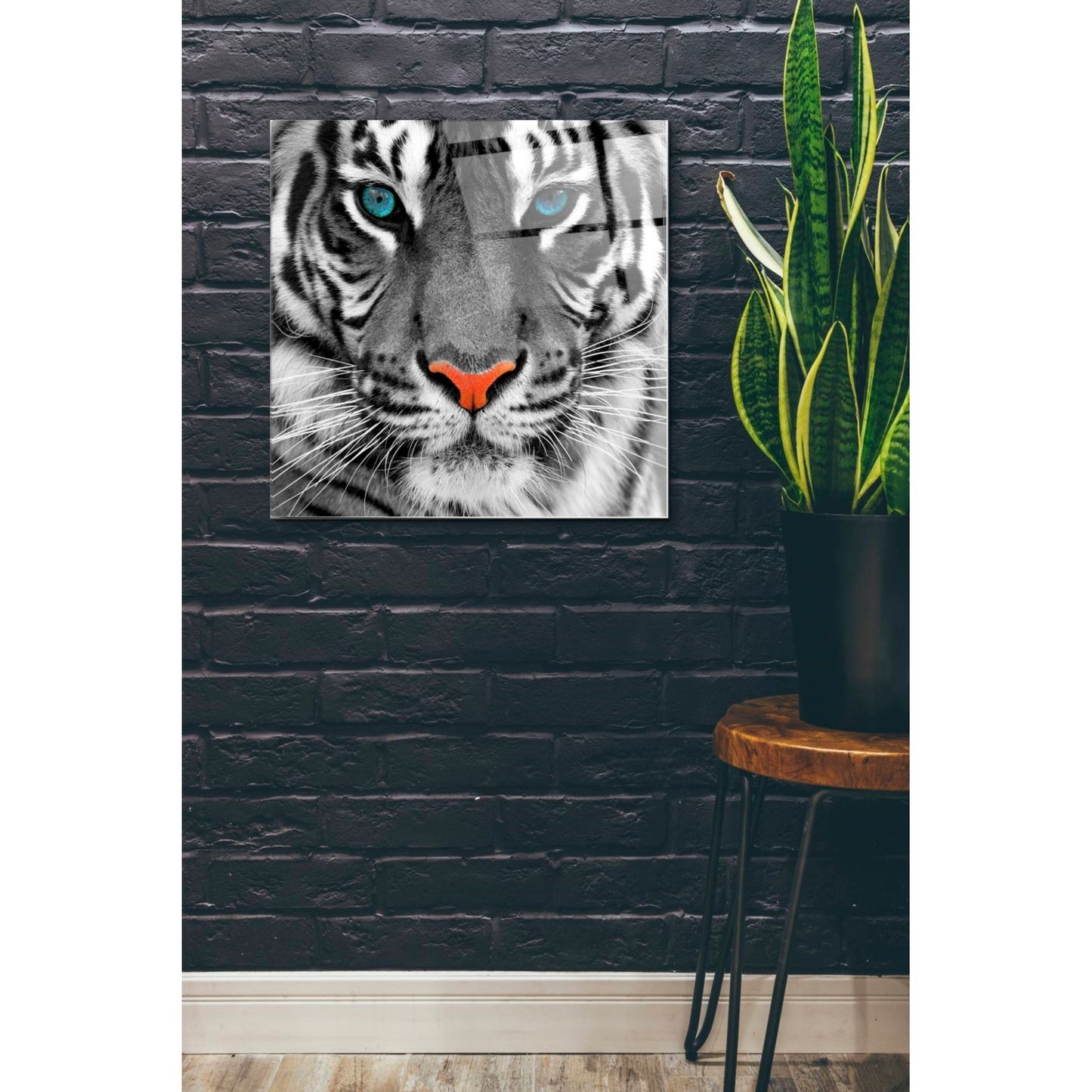 Epic Art 'Thrill of the Tiger' Acrylic Glass Wall Art,24x24