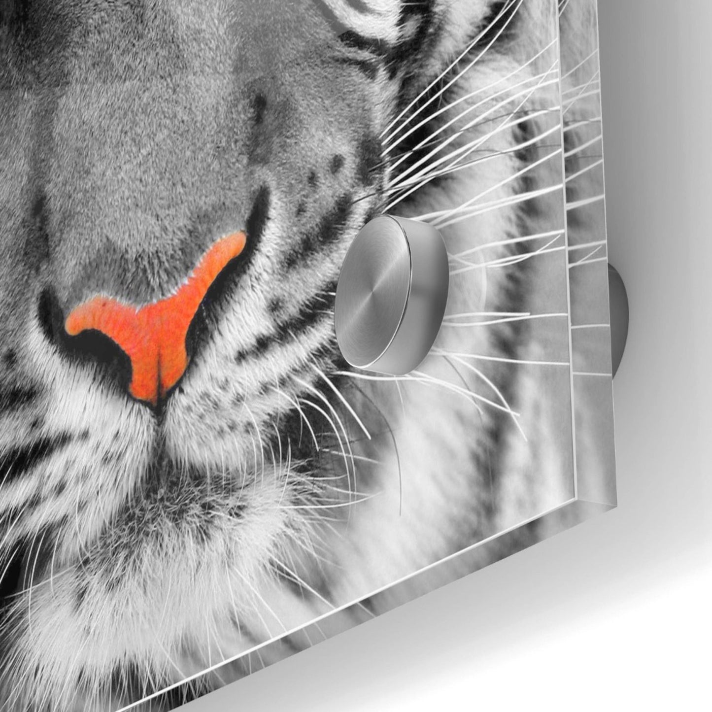 Epic Art 'Thrill of the Tiger' Acrylic Glass Wall Art,36x36