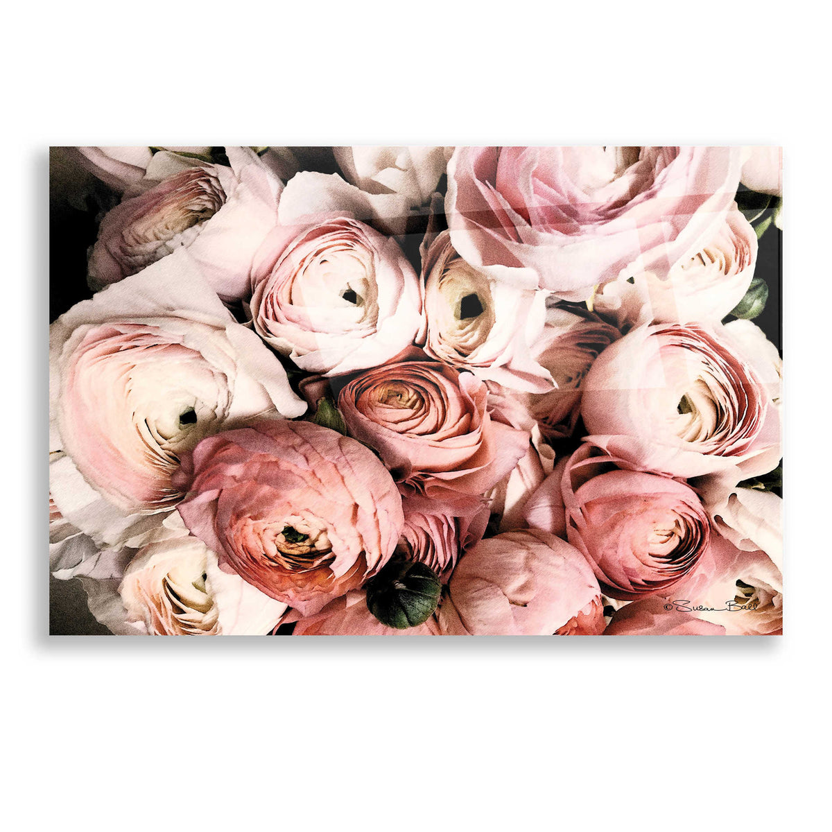 Epic Art 'Coral Ranunculus' by Susan Ball, Acrylic Glass Wall Art