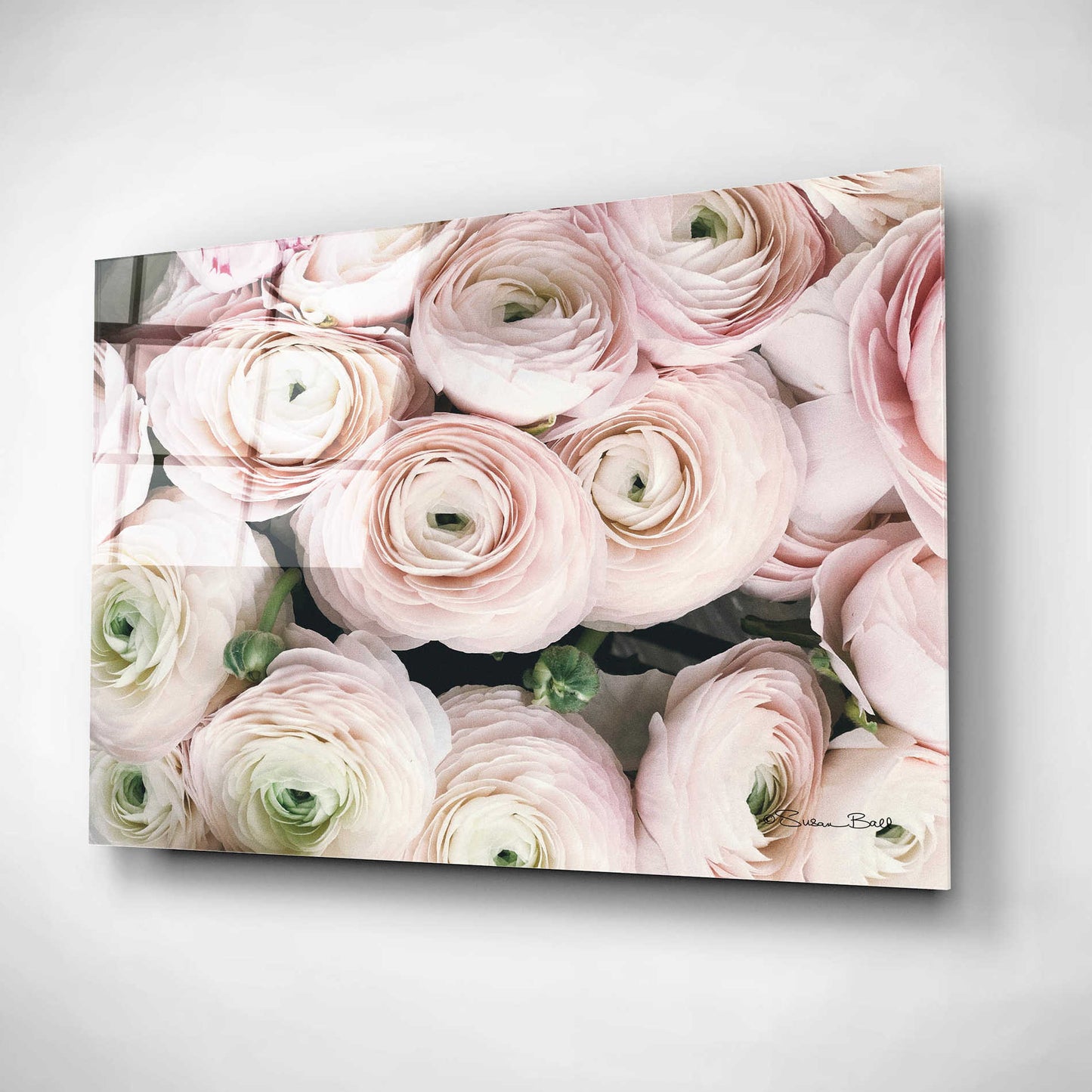 Epic Art 'Soft Pink Ranunculus' by Susan Ball, Acrylic Glass Wall Art,16x12