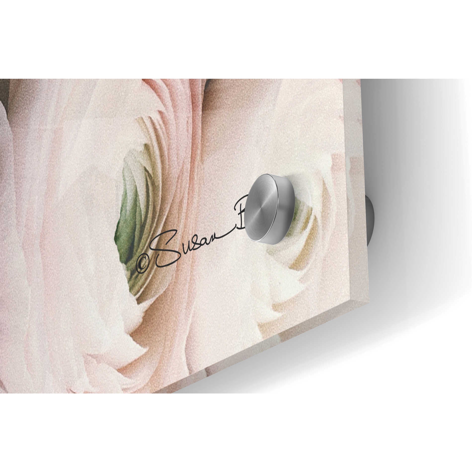 Epic Art 'Soft Pink Ranunculus' by Susan Ball, Acrylic Glass Wall Art,36x24
