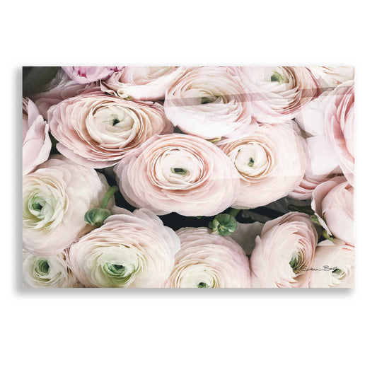 Epic Art 'Soft Pink Ranunculus' by Susan Ball, Acrylic Glass Wall Art