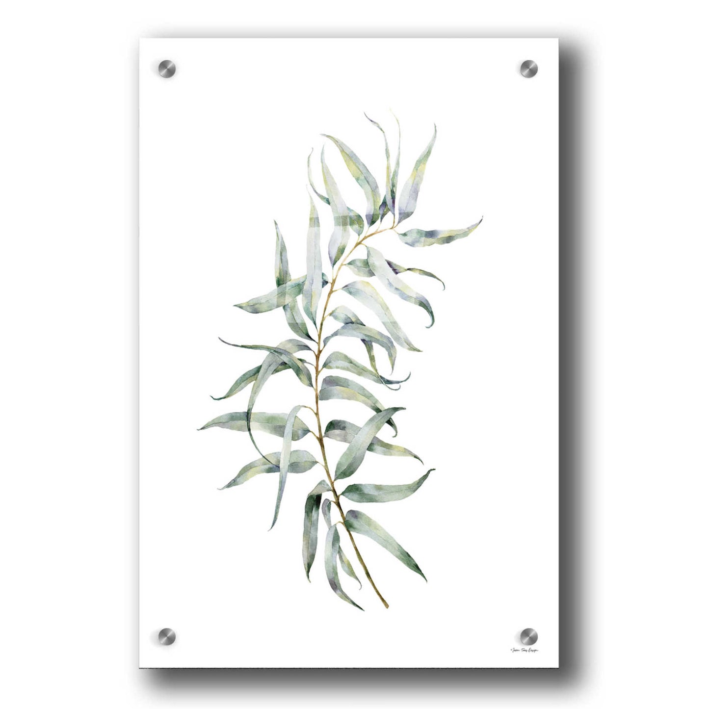 Epic Art 'Eucalyptus I' by Seven Trees Design, Acrylic Glass Wall Art,24x36