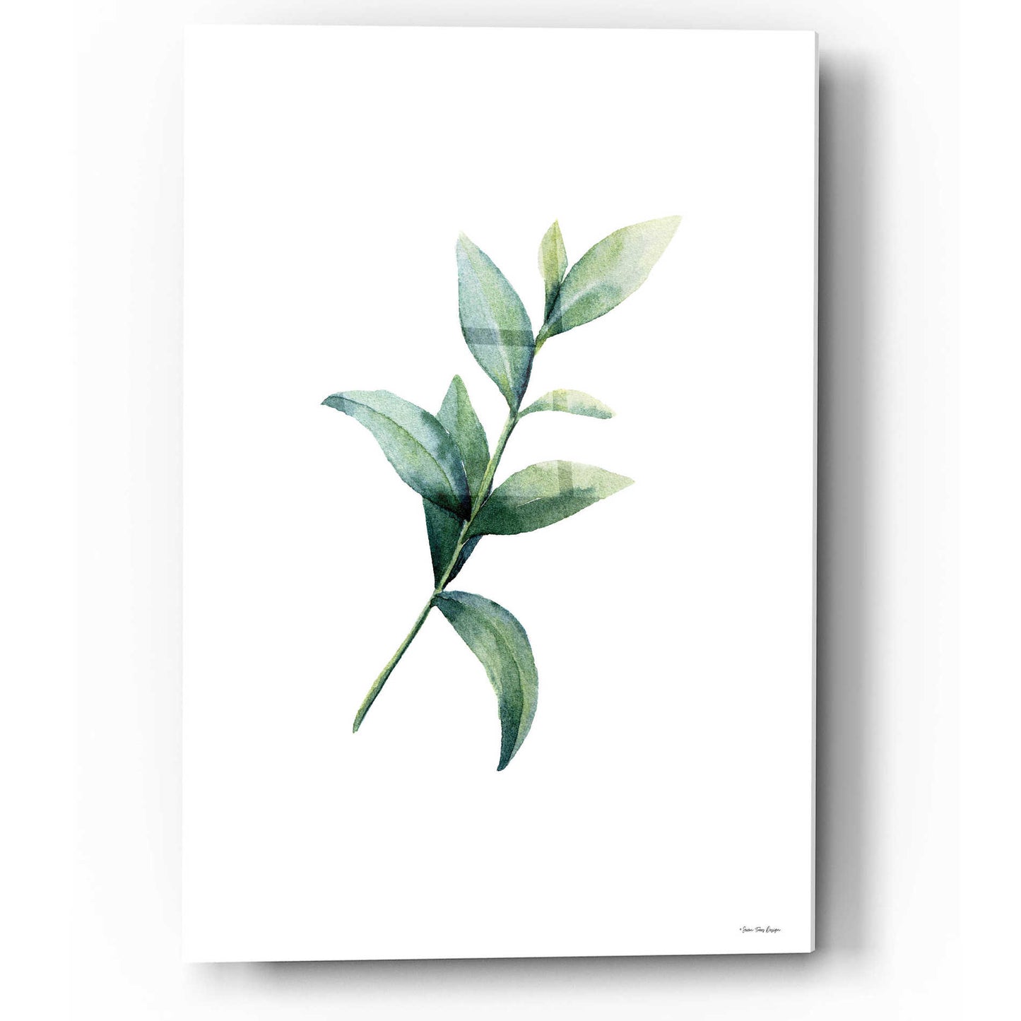 Epic Art 'Eucalyptus III' by Seven Trees Design, Acrylic Glass Wall Art,12x16