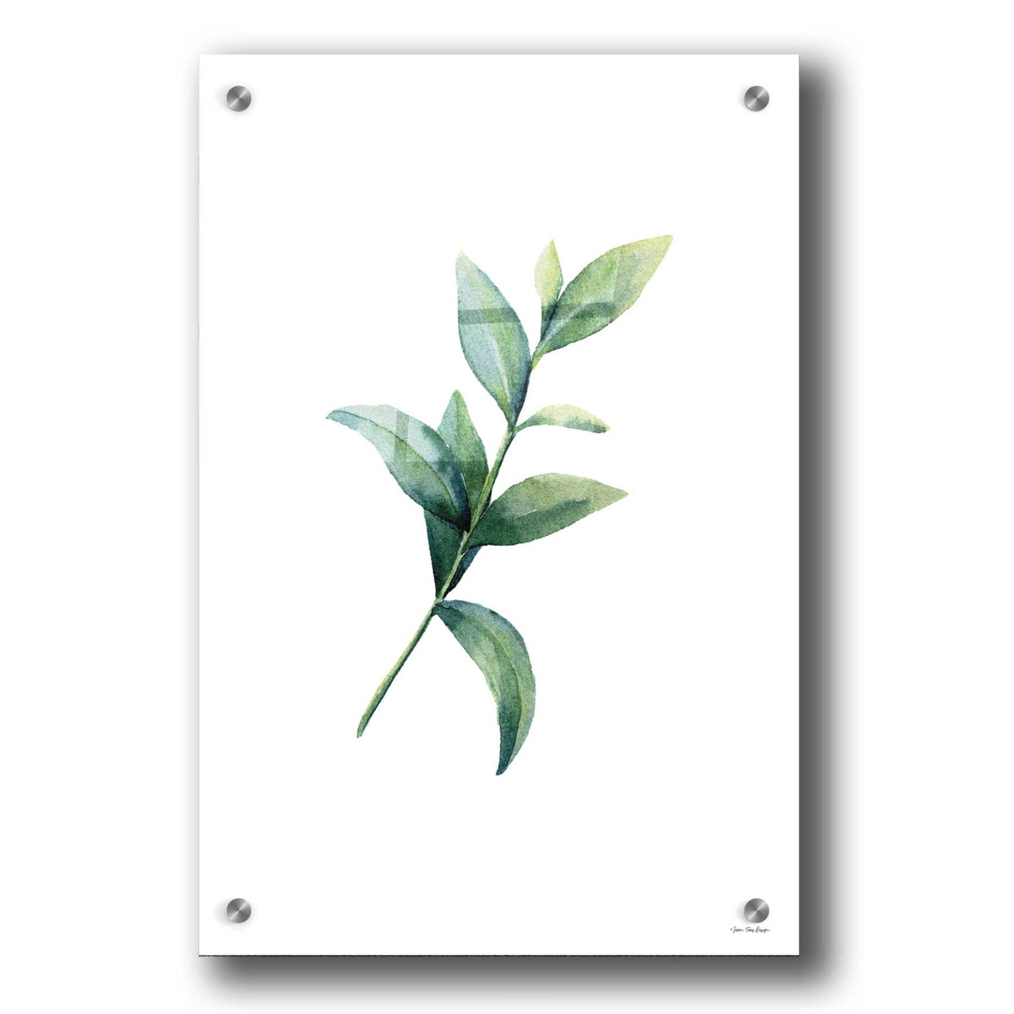 Epic Art 'Eucalyptus III' by Seven Trees Design, Acrylic Glass Wall Art,24x36