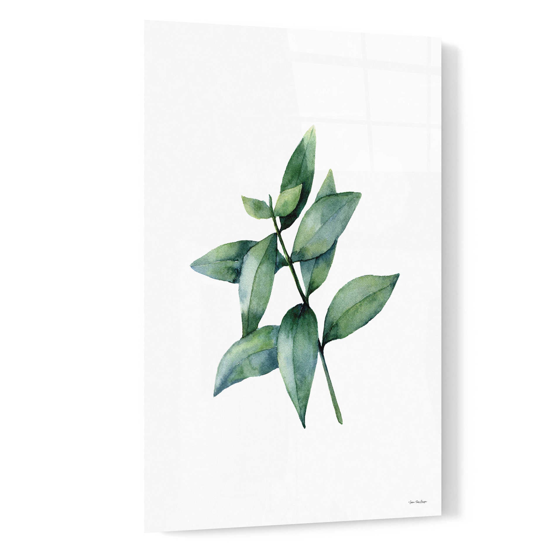 Epic Art 'Eucalyptus IV' by Seven Trees Design, Acrylic Glass Wall Art,16x24