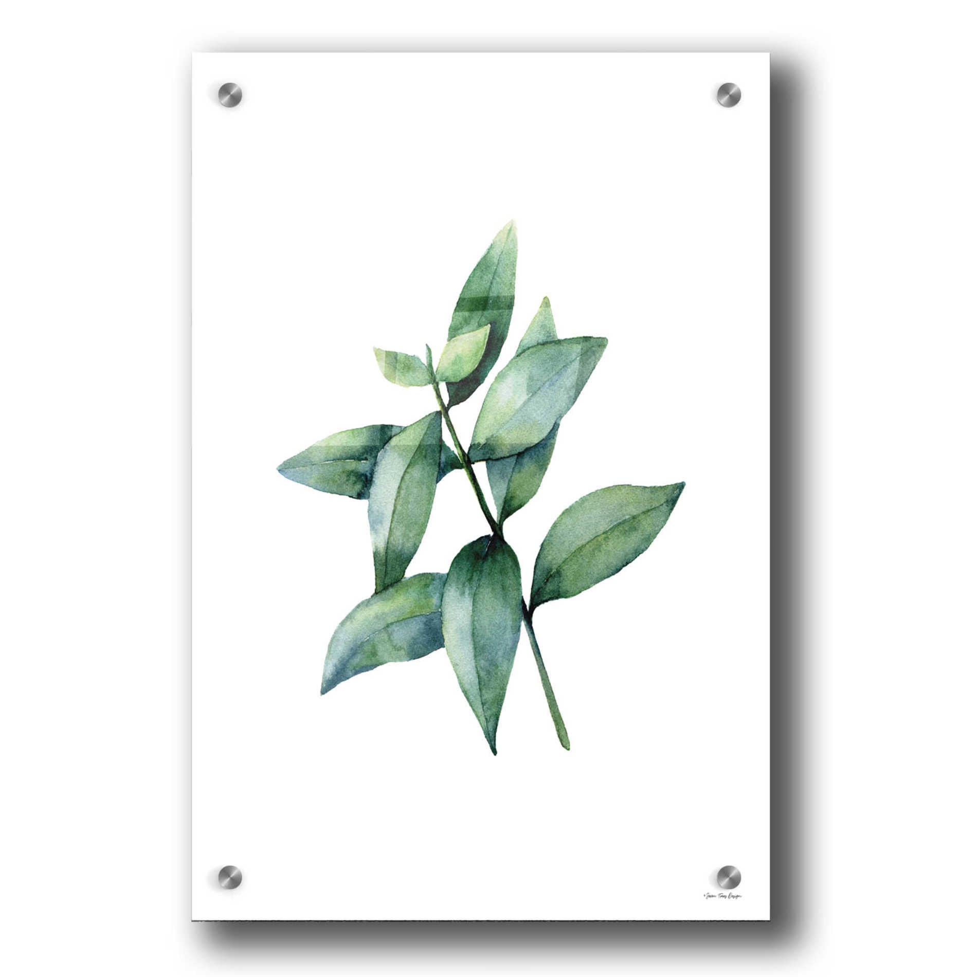 Epic Art 'Eucalyptus IV' by Seven Trees Design, Acrylic Glass Wall Art,24x36