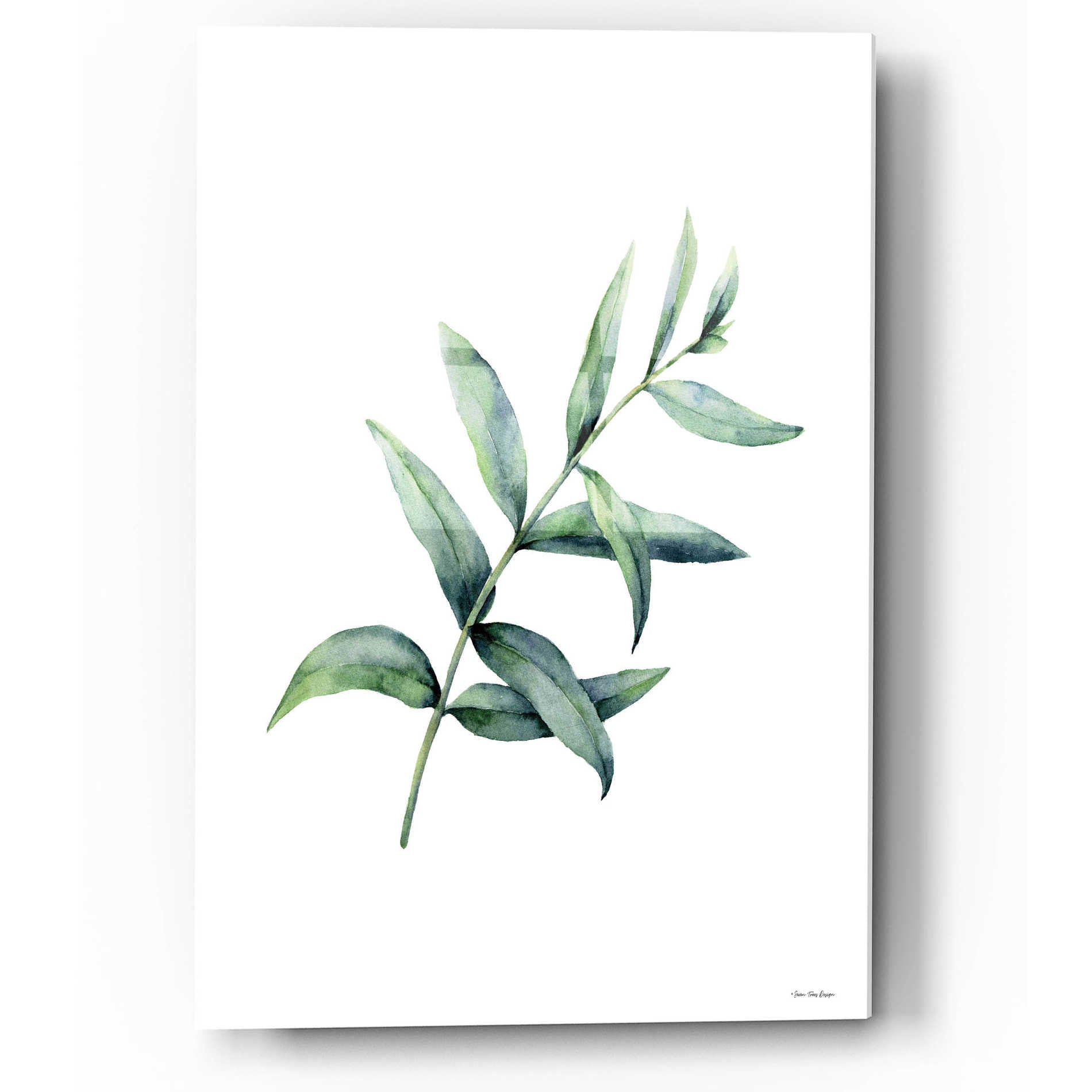 Epic Art 'Eucalyptus V' by Seven Trees Design, Acrylic Glass Wall Art,12x16