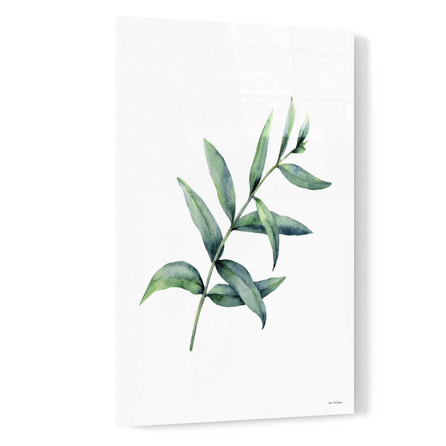 Epic Art 'Eucalyptus V' by Seven Trees Design, Acrylic Glass Wall Art,16x24