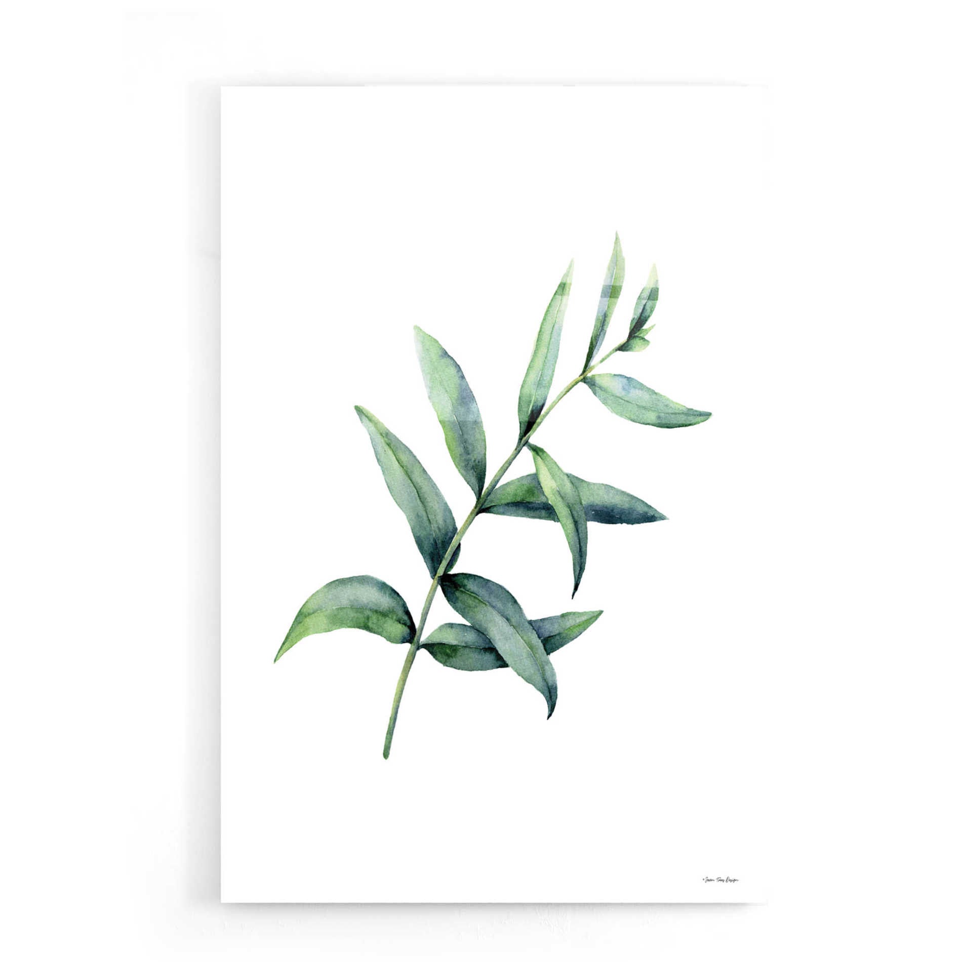 Epic Art 'Eucalyptus V' by Seven Trees Design, Acrylic Glass Wall Art,16x24