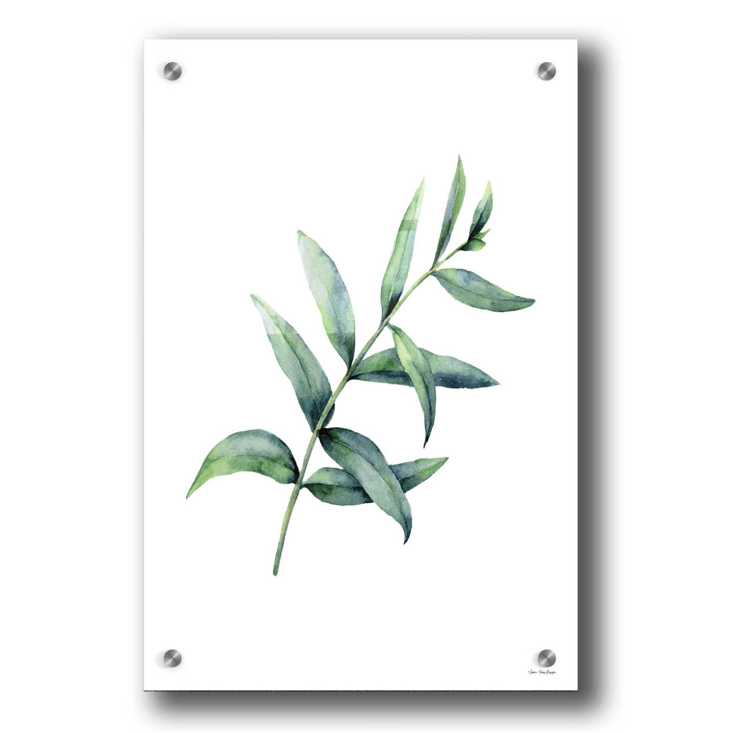 Epic Art 'Eucalyptus V' by Seven Trees Design, Acrylic Glass Wall Art,24x36