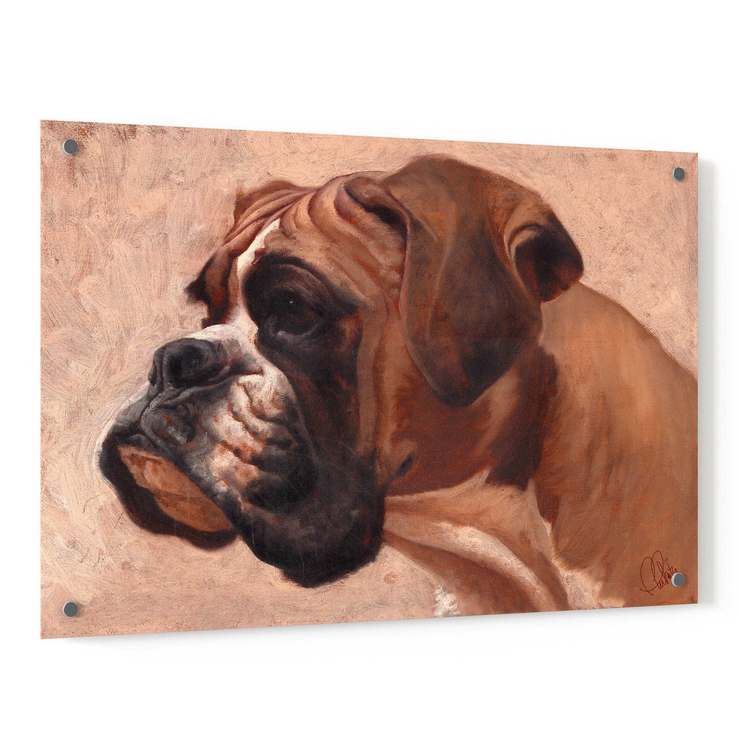 Epic Art 'Boxer' by Thomas Fluharty, Acrylic Glass Wall Art,36x24