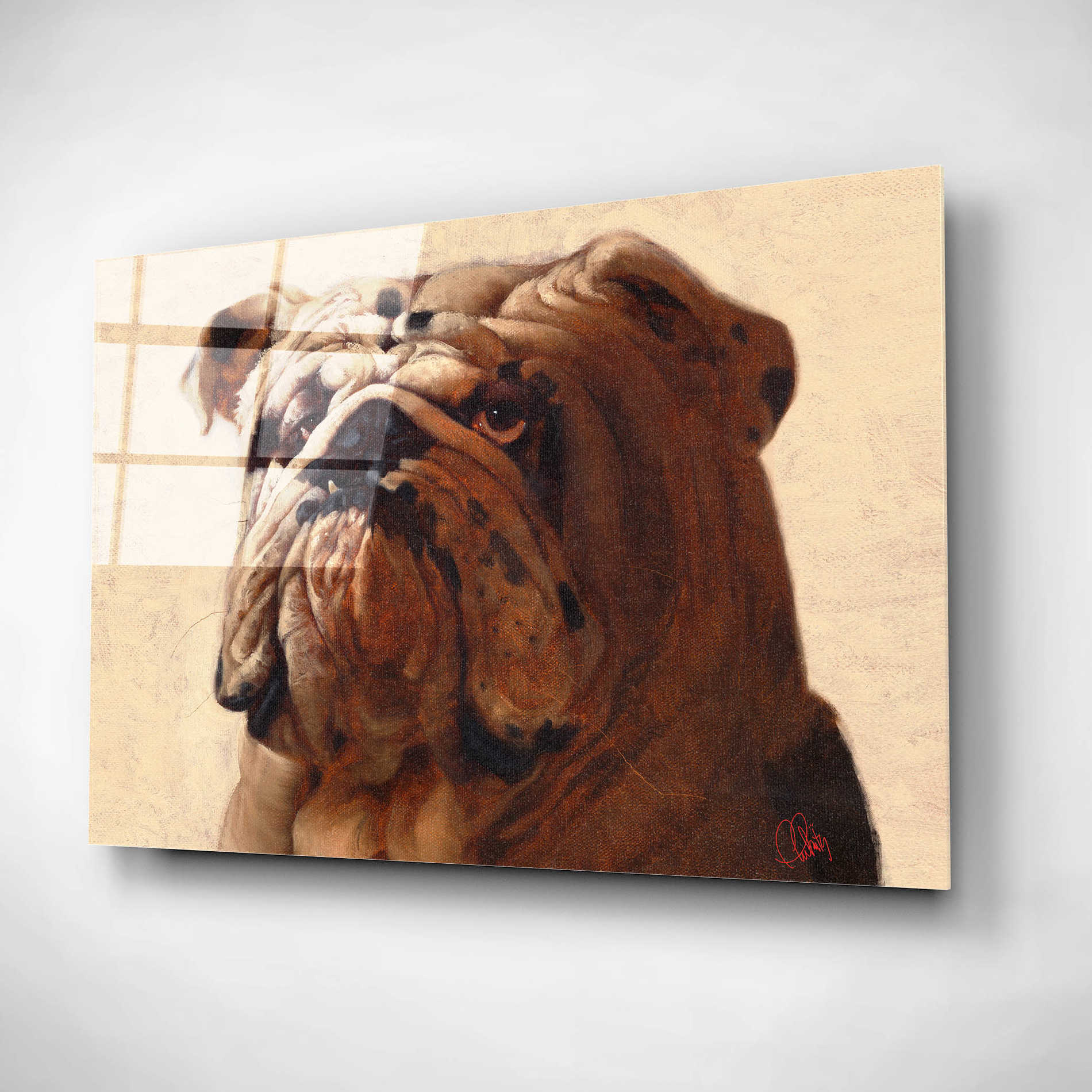 Epic Art 'Bulldog' by Thomas Fluharty, Acrylic Glass Wall Art,16x12