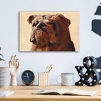 Epic Art 'Bulldog' by Thomas Fluharty, Acrylic Glass Wall Art,16x12