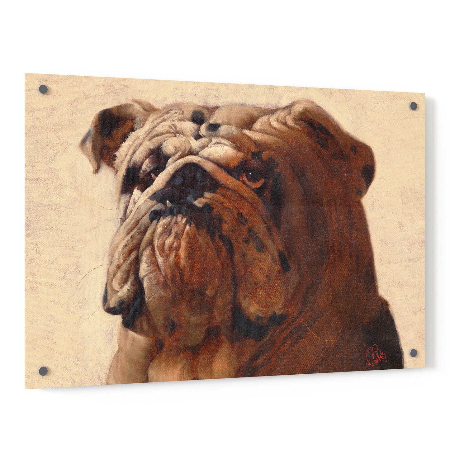 Epic Art 'Bulldog' by Thomas Fluharty, Acrylic Glass Wall Art,36x24