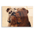 Epic Art 'Bulldog' by Thomas Fluharty, Acrylic Glass Wall Art