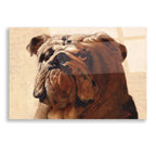 Epic Art 'Bulldog' by Thomas Fluharty, Acrylic Glass Wall Art