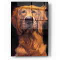 Epic Art 'Golden' by Thomas Fluharty, Acrylic Glass Wall Art