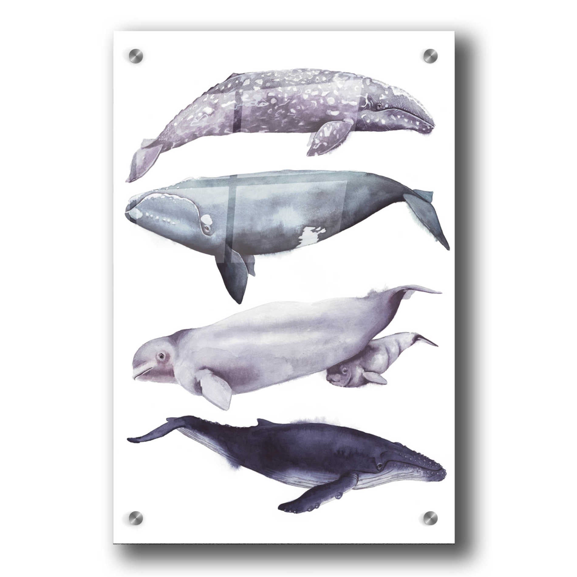 Epic Art 'Whale Stack I' by Grace Popp, Acrylic Glass Wall Art,24x36