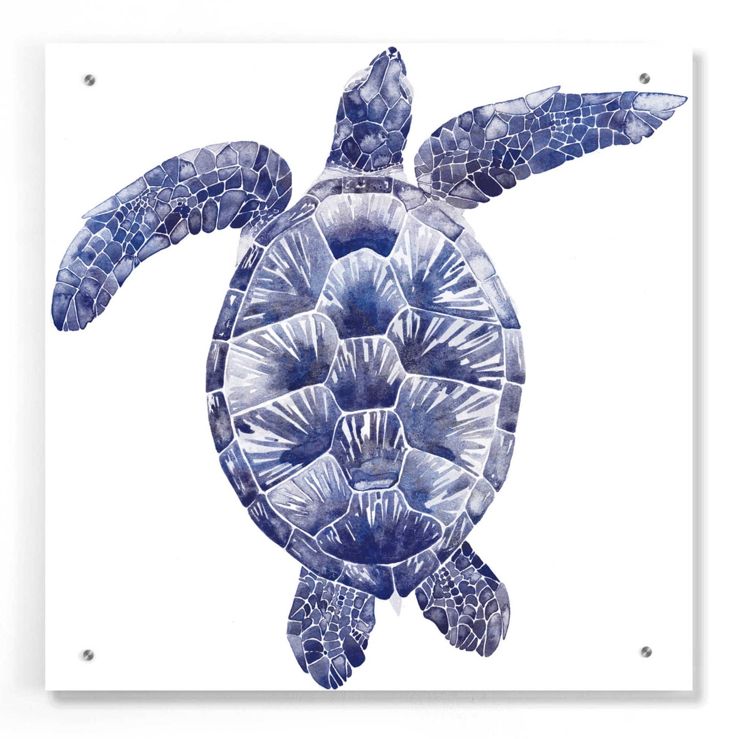 Epic Art 'Marine Turtle II' by Grace Popp, Acrylic Glass Wall Art,24x24