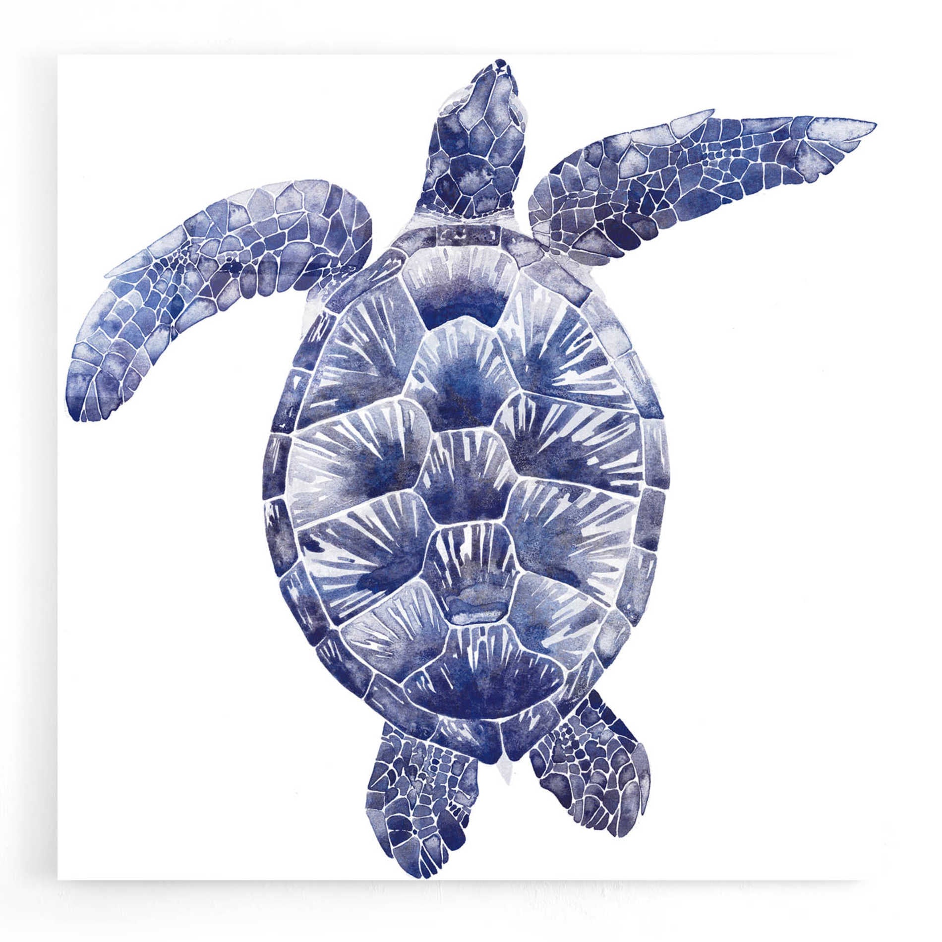 Epic Art 'Marine Turtle II' by Grace Popp, Acrylic Glass Wall Art