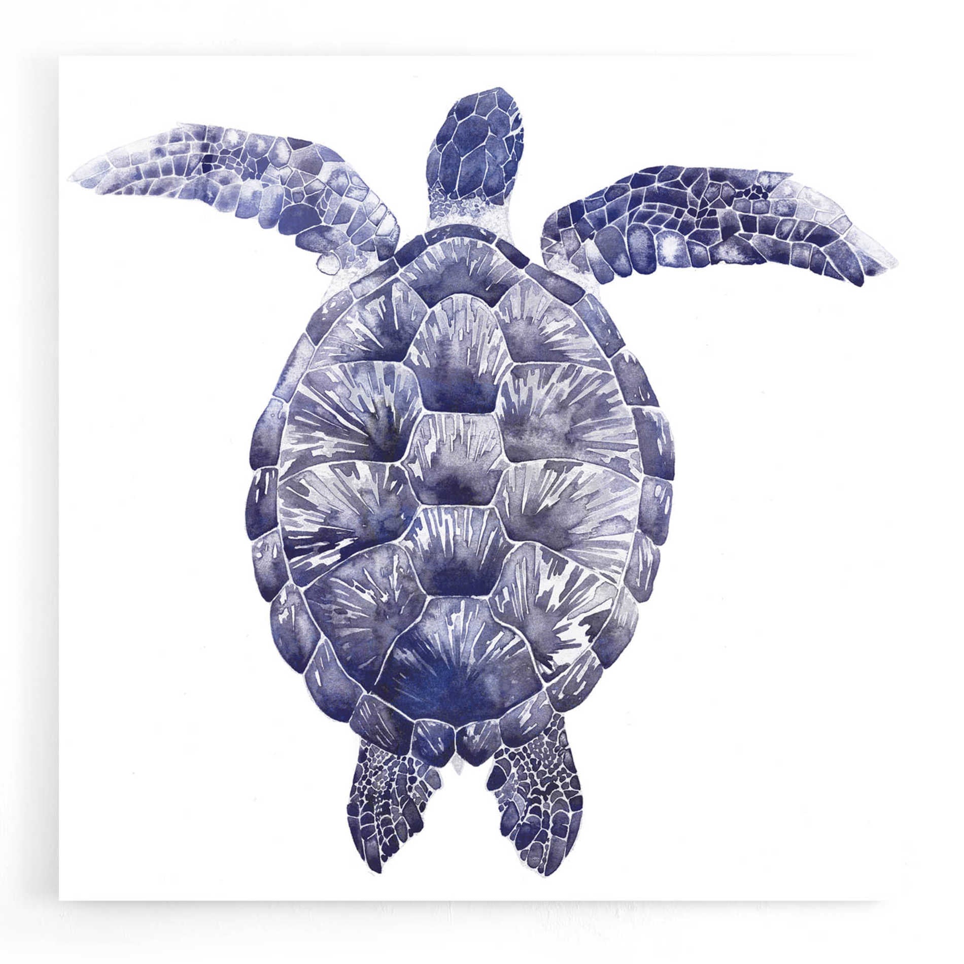 Epic Art 'Marine Turtle I' by Grace Popp, Acrylic Glass Wall Art,12x12