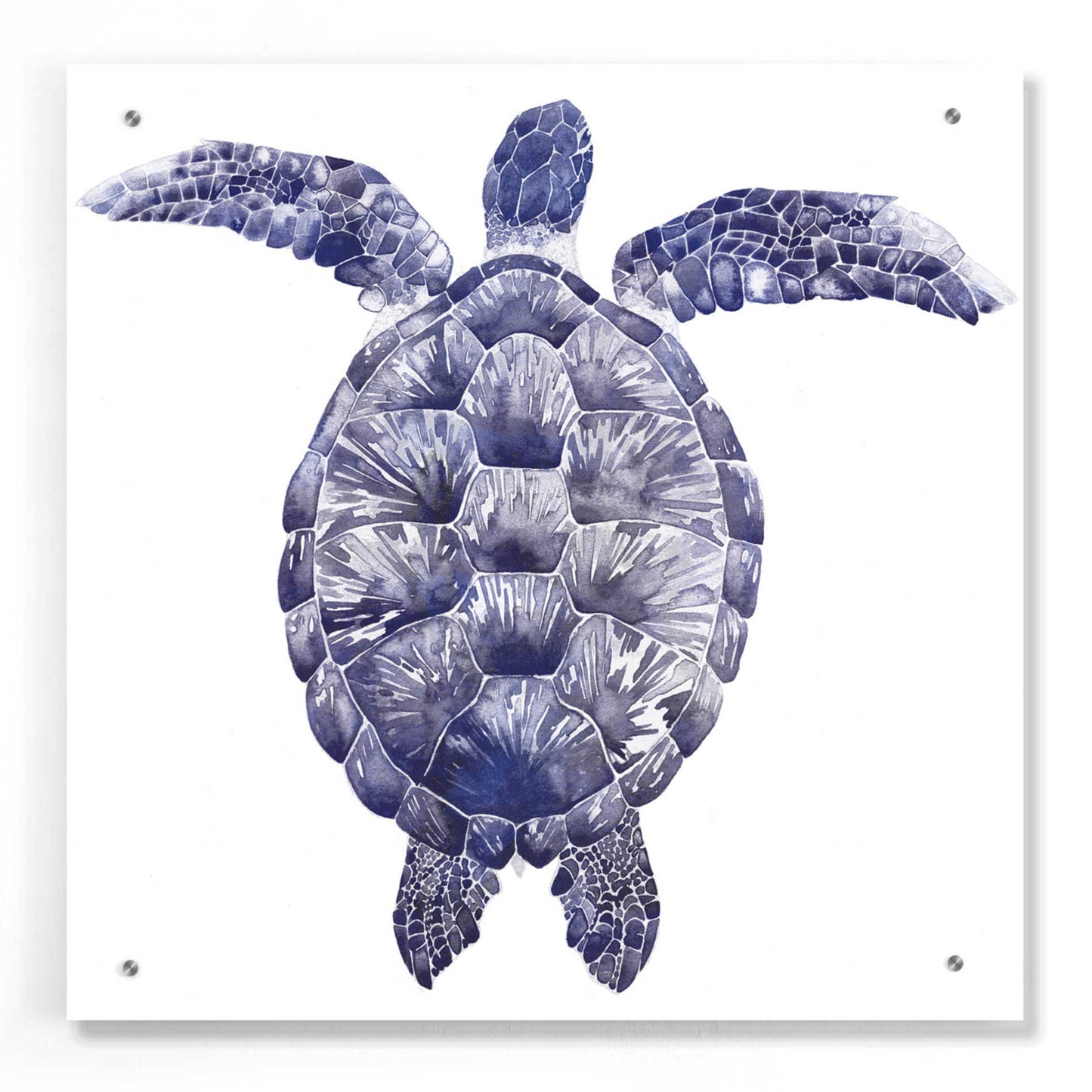 Epic Art 'Marine Turtle I' by Grace Popp, Acrylic Glass Wall Art,24x24
