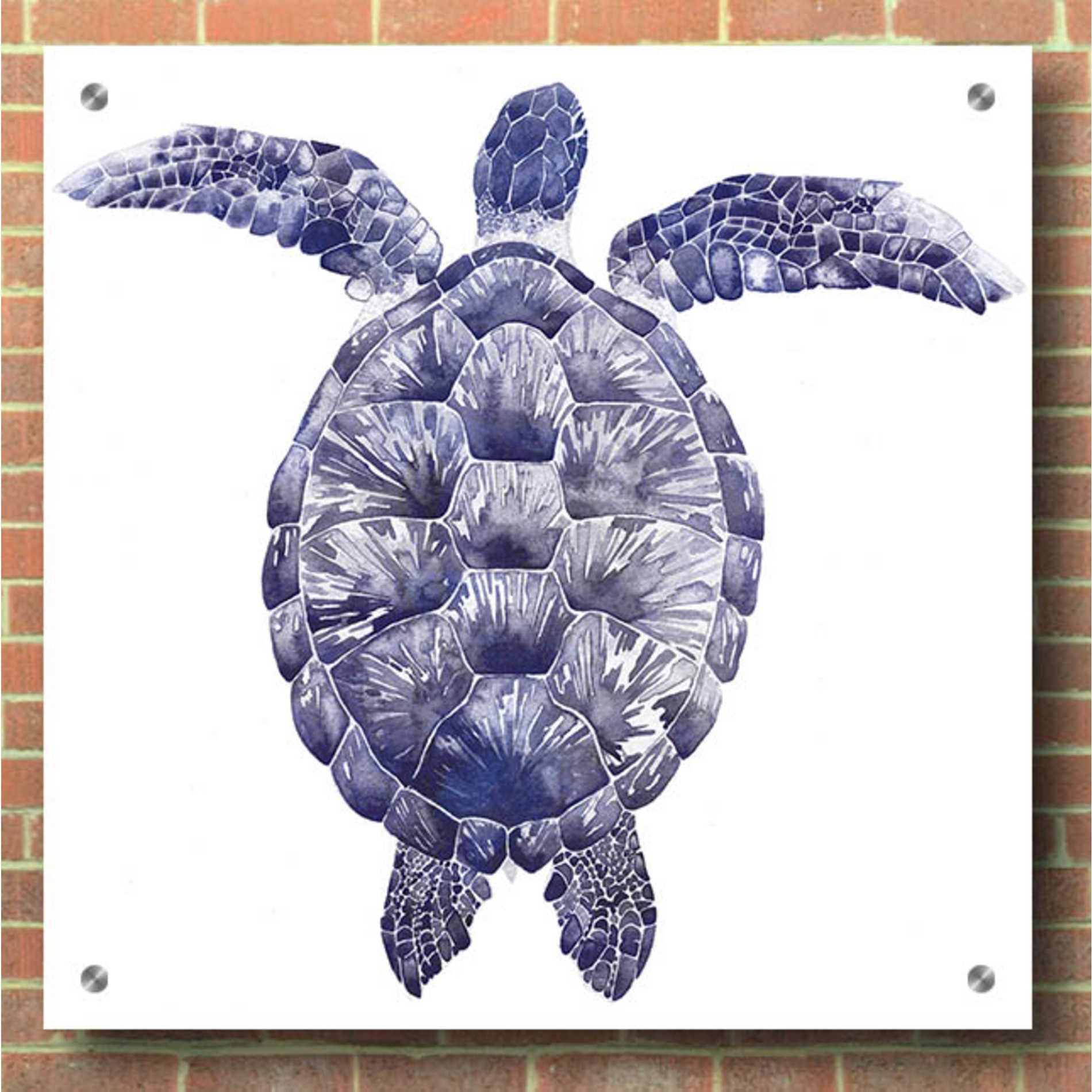 Epic Art 'Marine Turtle I' by Grace Popp, Acrylic Glass Wall Art,36x36