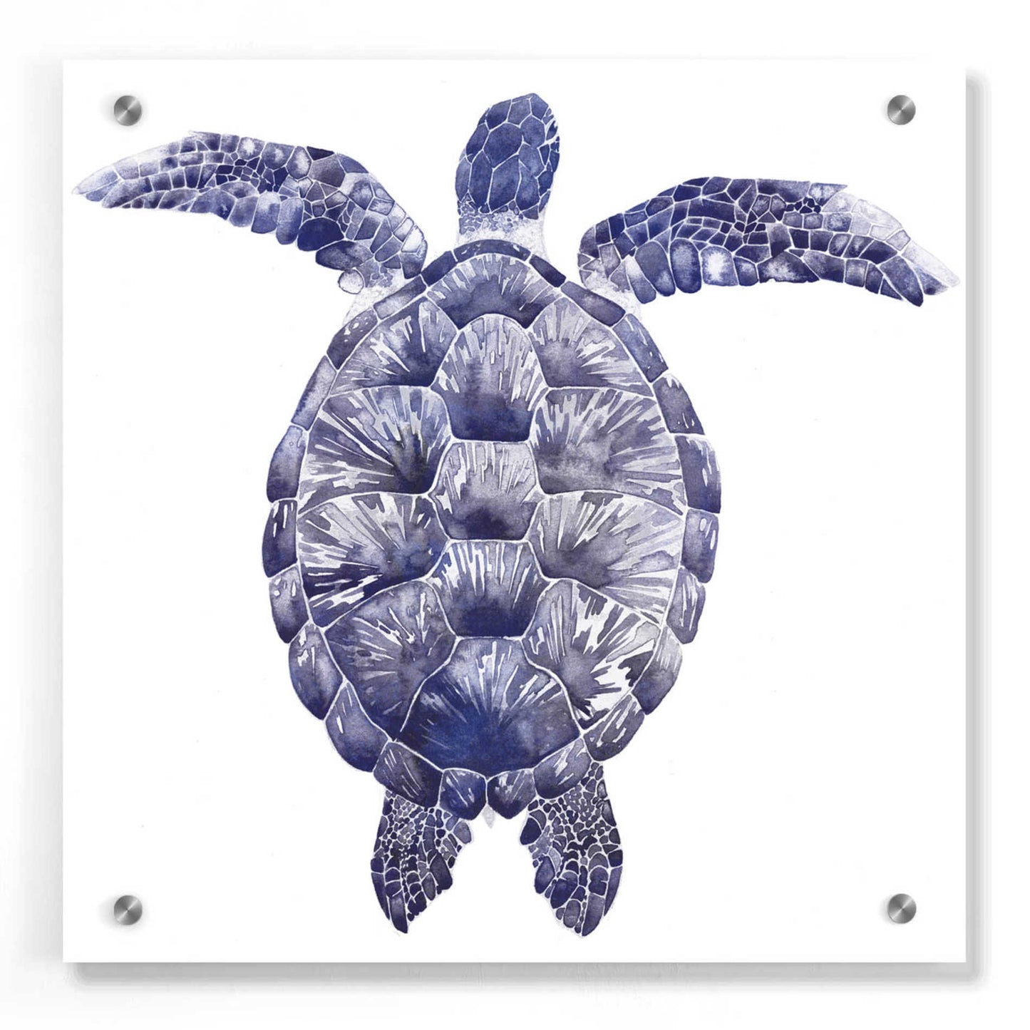 Epic Art 'Marine Turtle I' by Grace Popp, Acrylic Glass Wall Art,36x36