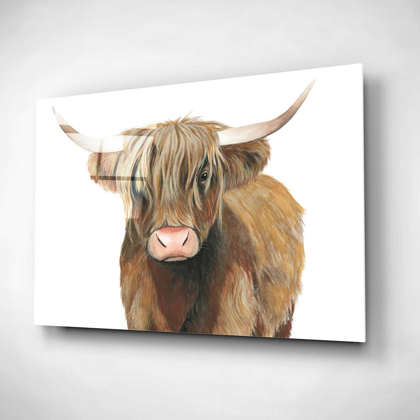 Epic Art 'Highland Cattle II' by Grace Popp, Acrylic Glass Wall Art,16x12