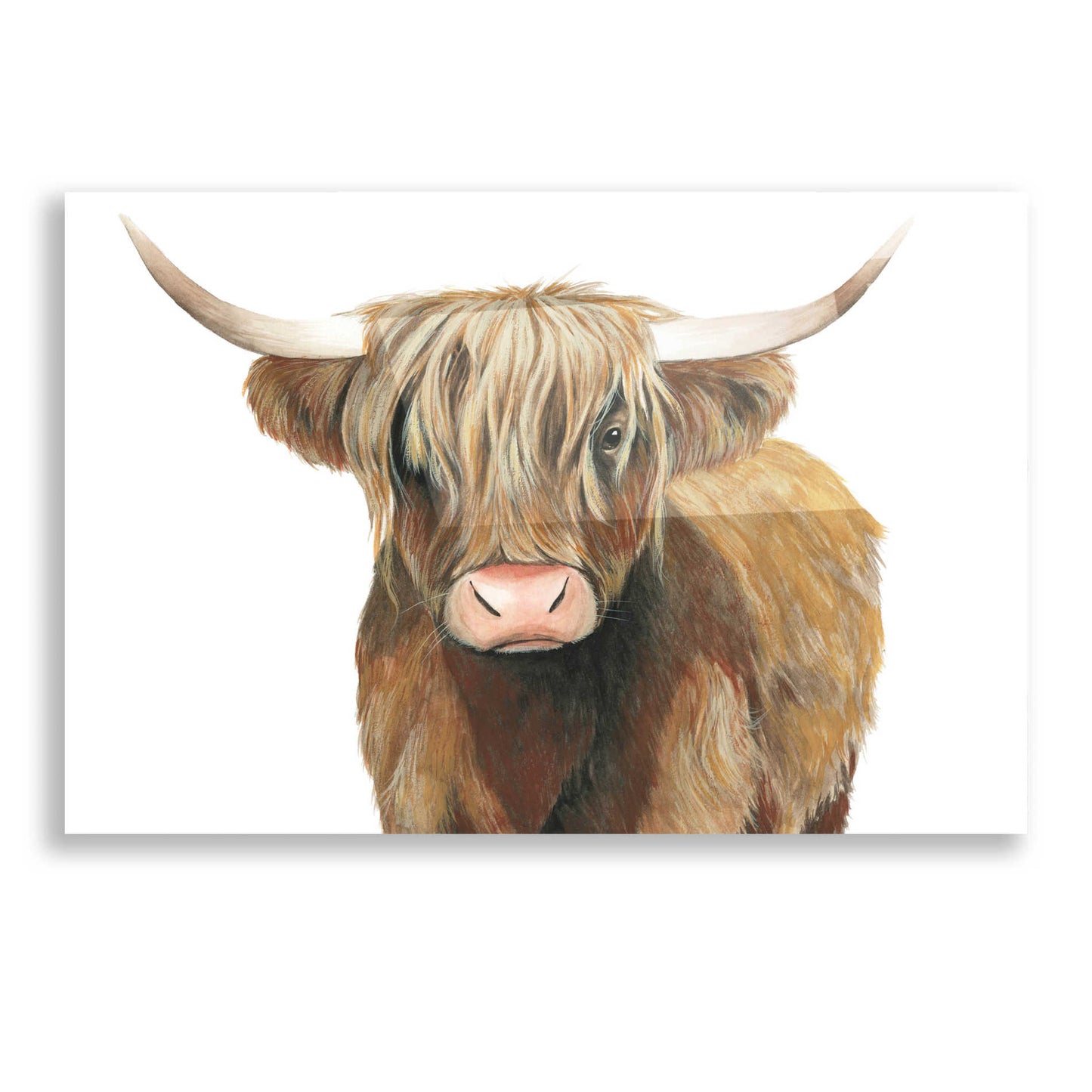 Epic Art 'Highland Cattle II' by Grace Popp, Acrylic Glass Wall Art
