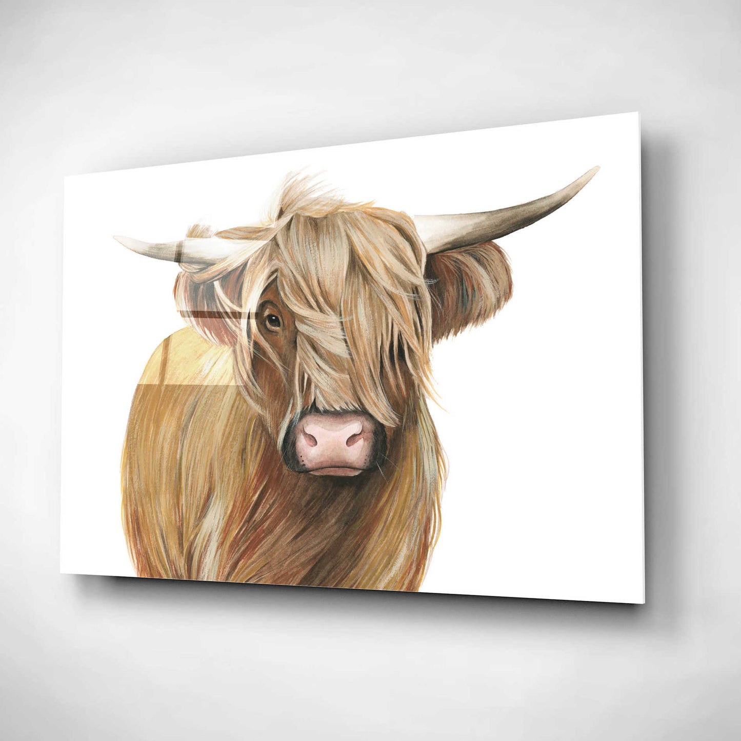 Epic Art 'Highland Cattle I' by Grace Popp, Acrylic Glass Wall Art,24x16