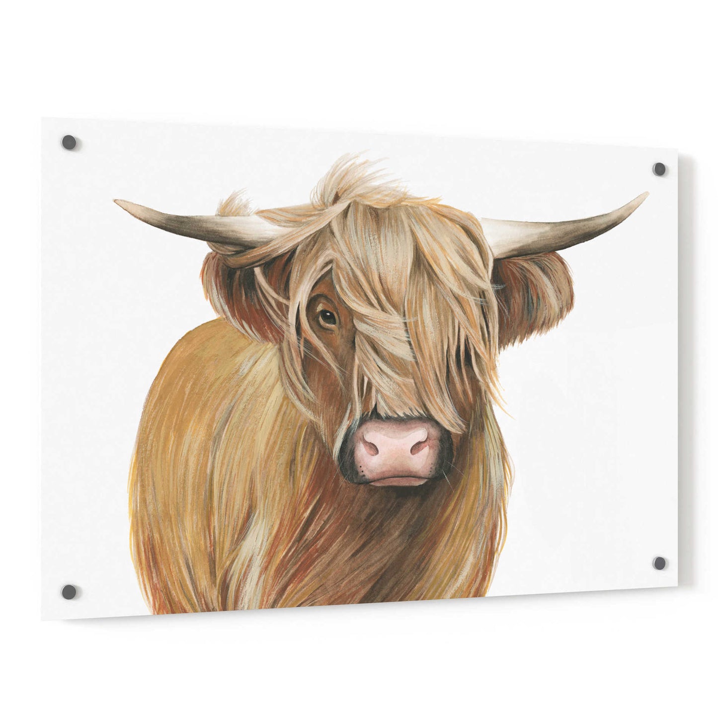 Epic Art 'Highland Cattle I' by Grace Popp, Acrylic Glass Wall Art,36x24
