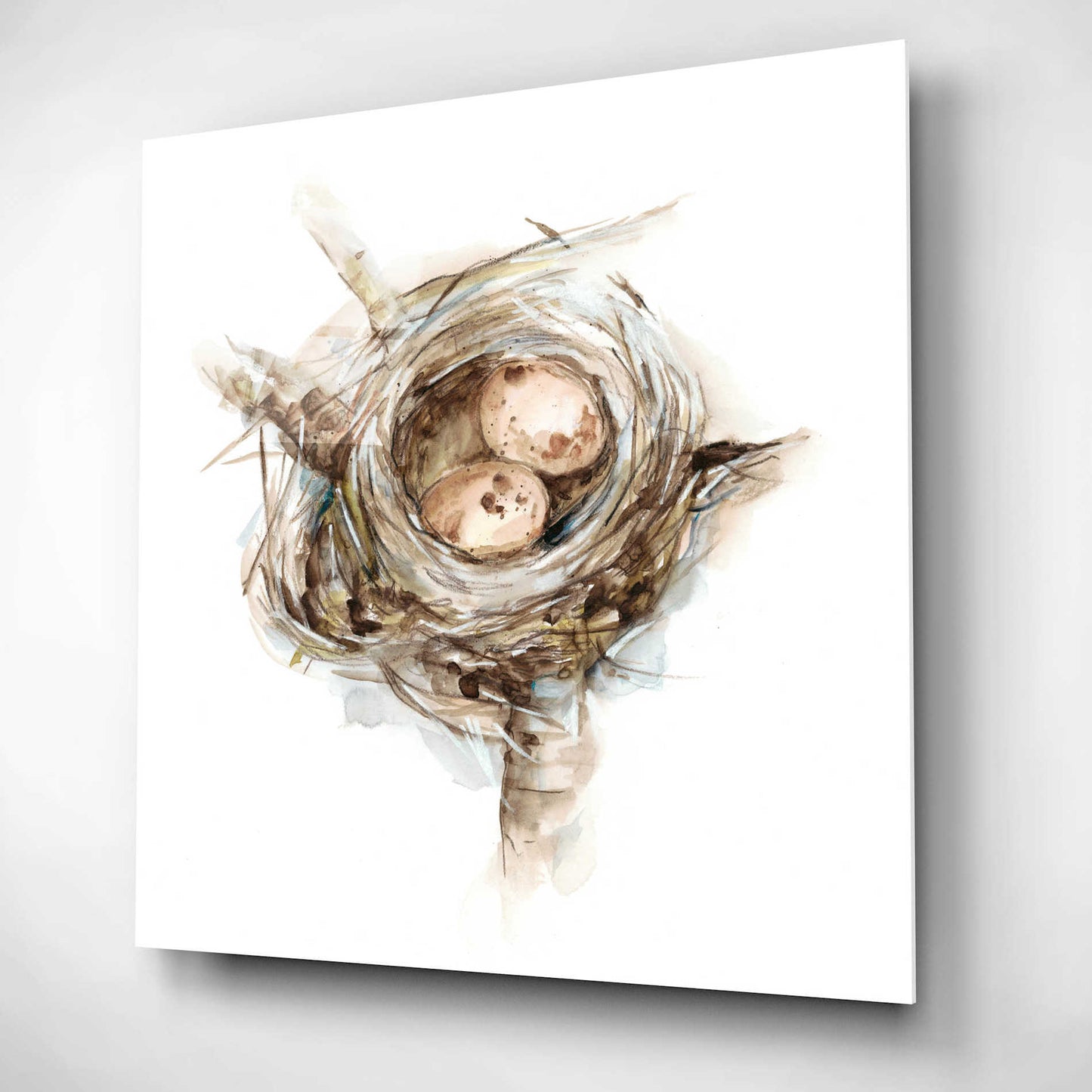 Epic Art 'Bird Nest Study I' by Ethan Harper, Acrylic Glass Wall Art,12x12