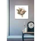 Epic Art 'Bird Nest Study I' by Ethan Harper, Acrylic Glass Wall Art,24x24