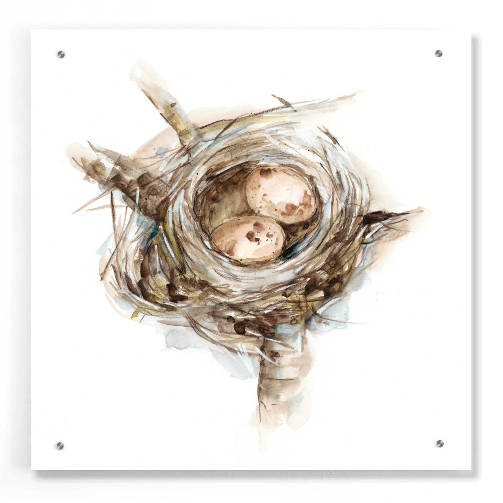 Epic Art 'Bird Nest Study I' by Ethan Harper, Acrylic Glass Wall Art,24x24