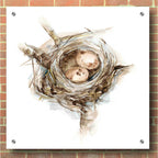 Epic Art 'Bird Nest Study I' by Ethan Harper, Acrylic Glass Wall Art,36x36