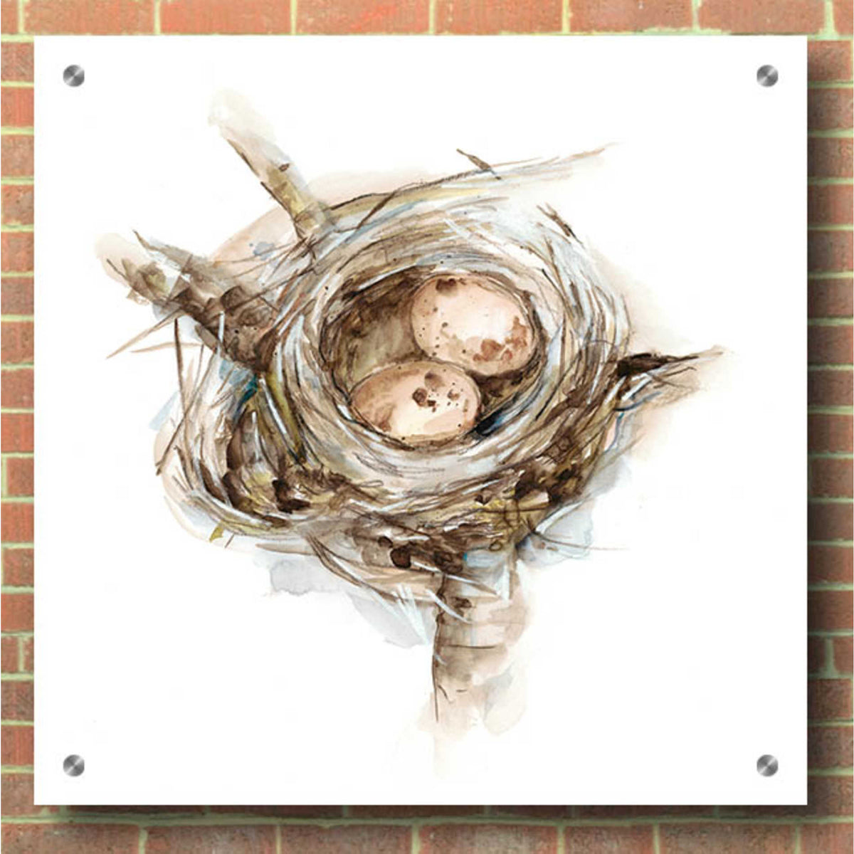 Epic Art 'Bird Nest Study I' by Ethan Harper, Acrylic Glass Wall Art,36x36