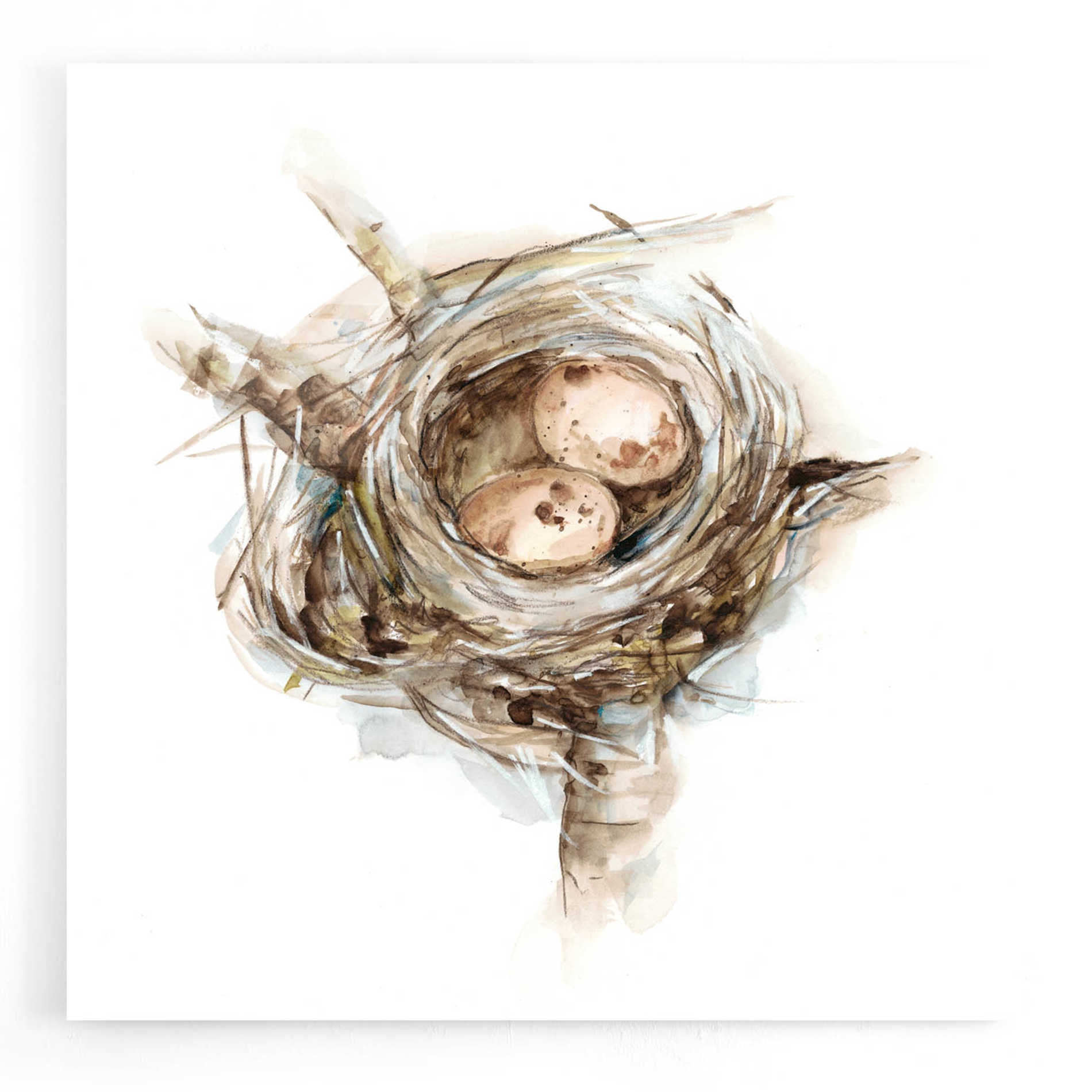 Epic Art 'Bird Nest Study I' by Ethan Harper, Acrylic Glass Wall Art