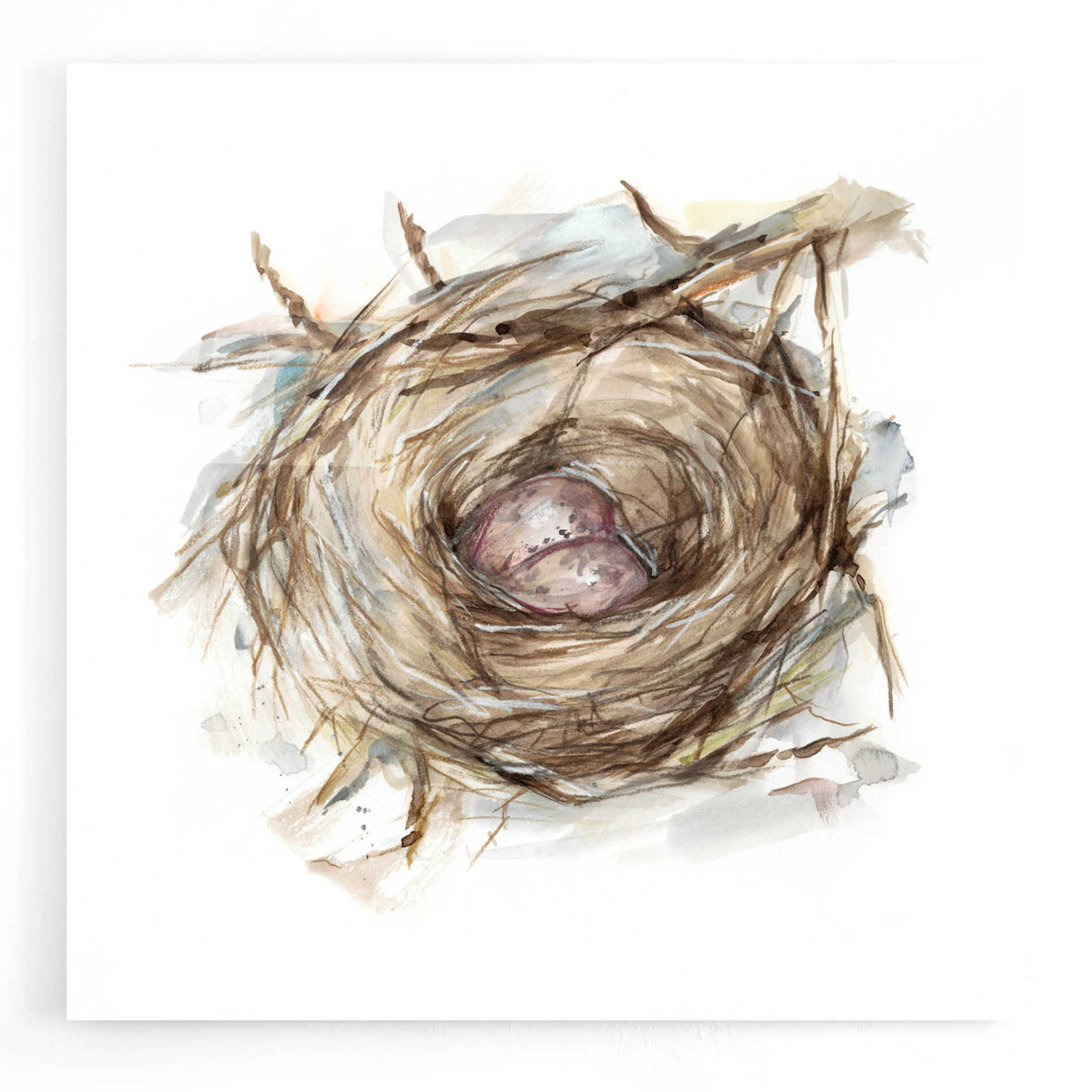 Epic Art 'Bird Nest Study IV' by Ethan Harper, Acrylic Glass Wall Art,12x12
