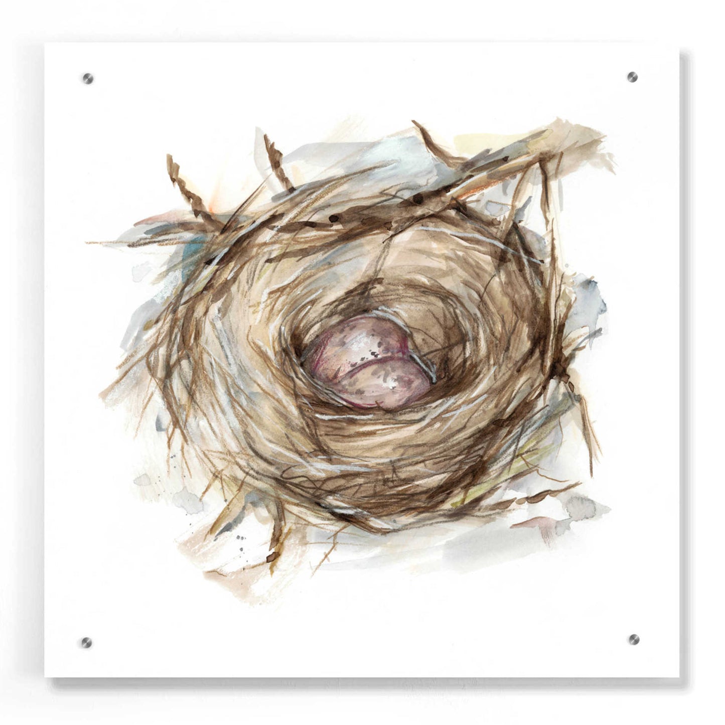 Epic Art 'Bird Nest Study IV' by Ethan Harper, Acrylic Glass Wall Art,24x24