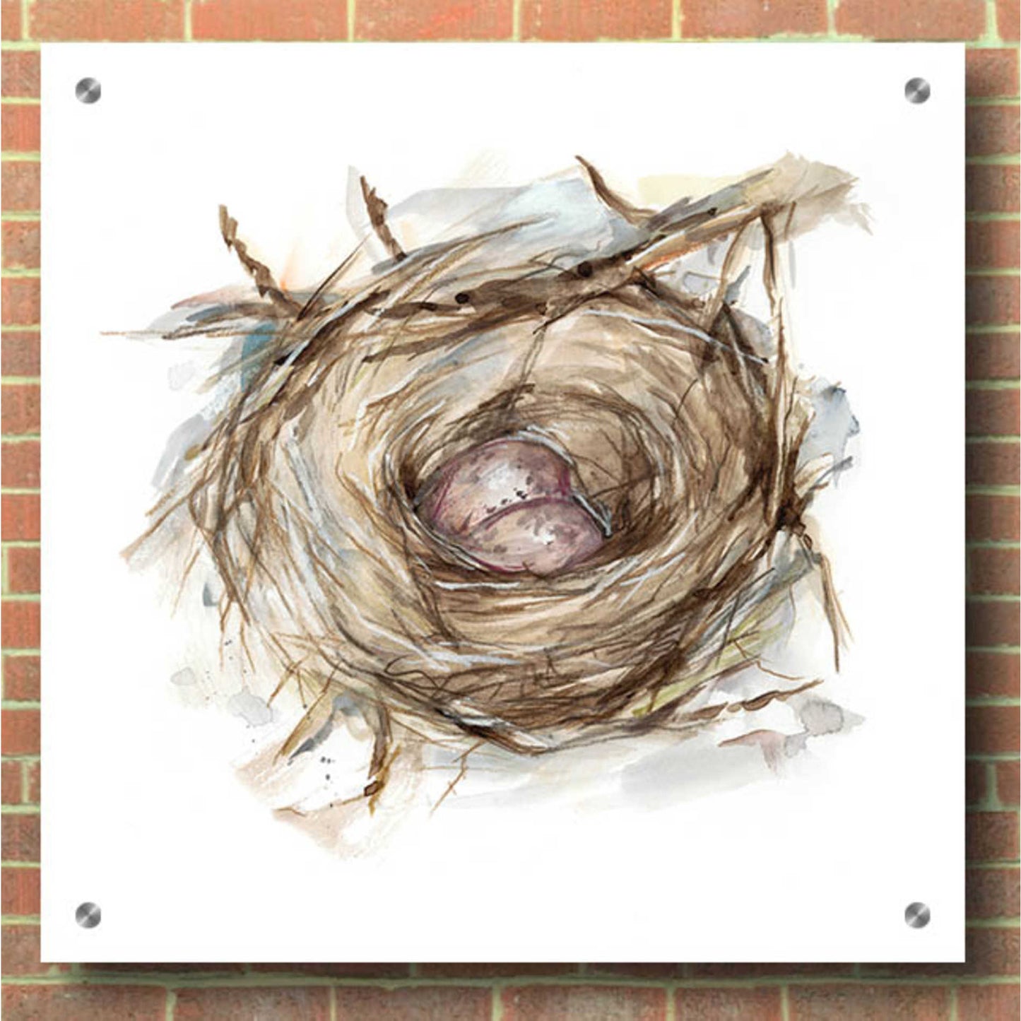 Epic Art 'Bird Nest Study IV' by Ethan Harper, Acrylic Glass Wall Art,36x36