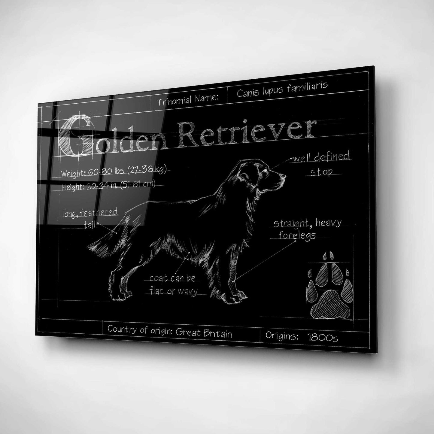 Epic Art 'Blueprint Golden Retriever' by Ethan Harper, Acrylic Glass Wall Art,16x12