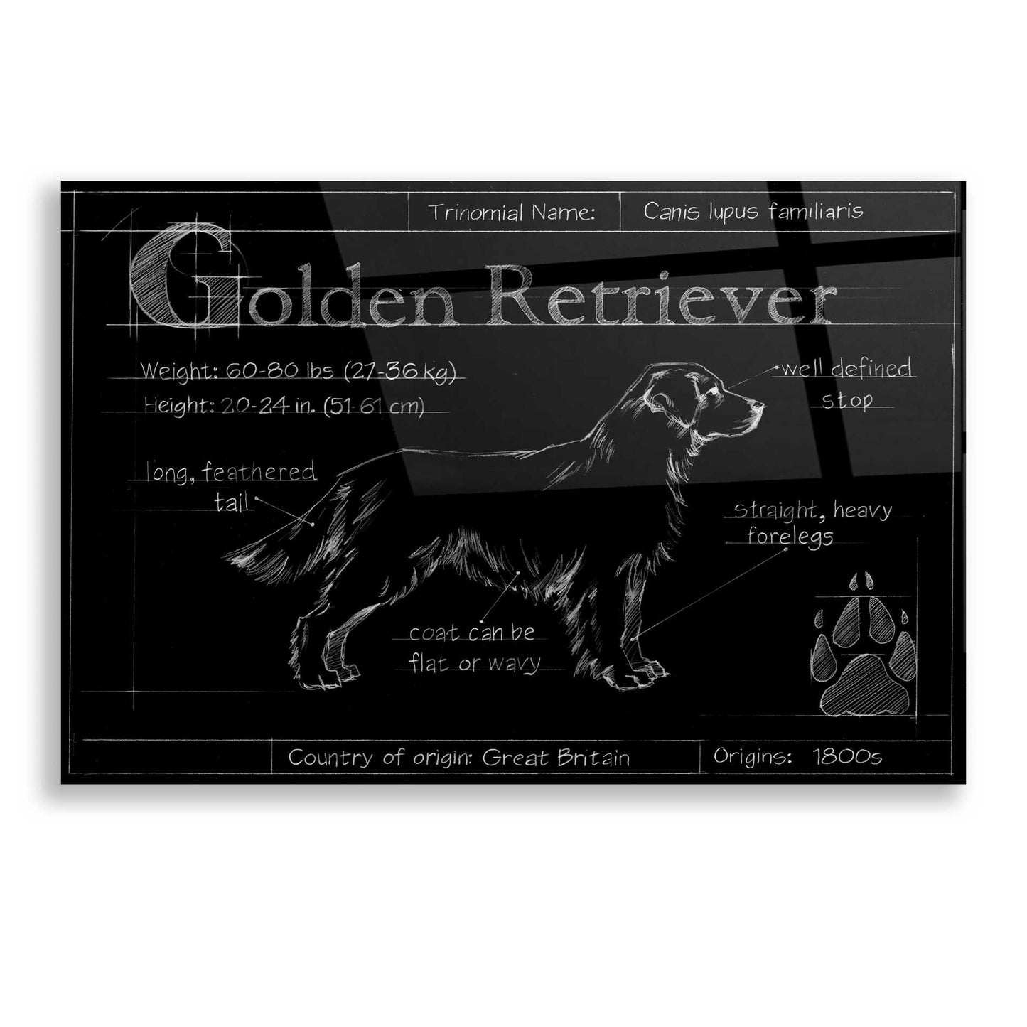 Epic Art 'Blueprint Golden Retriever' by Ethan Harper, Acrylic Glass Wall Art,16x12