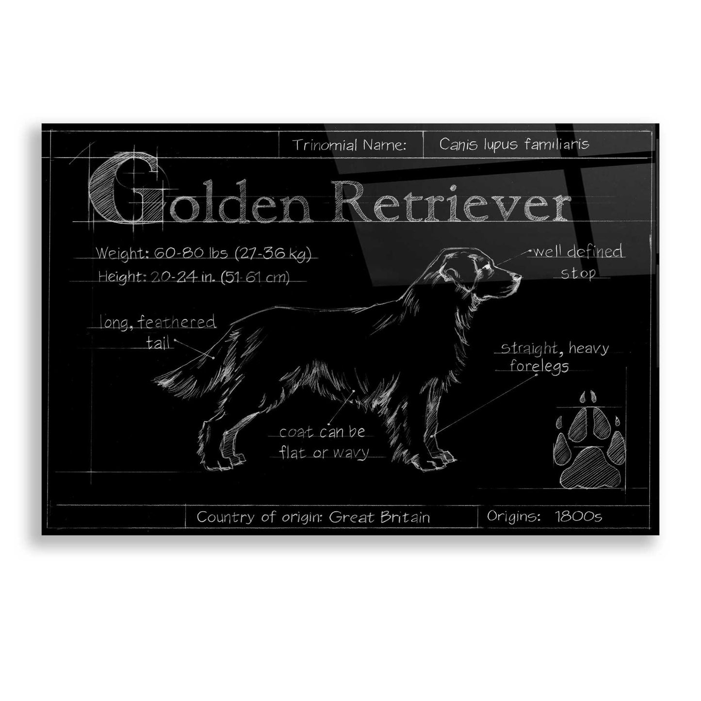 Epic Art 'Blueprint Golden Retriever' by Ethan Harper, Acrylic Glass Wall Art,24x16