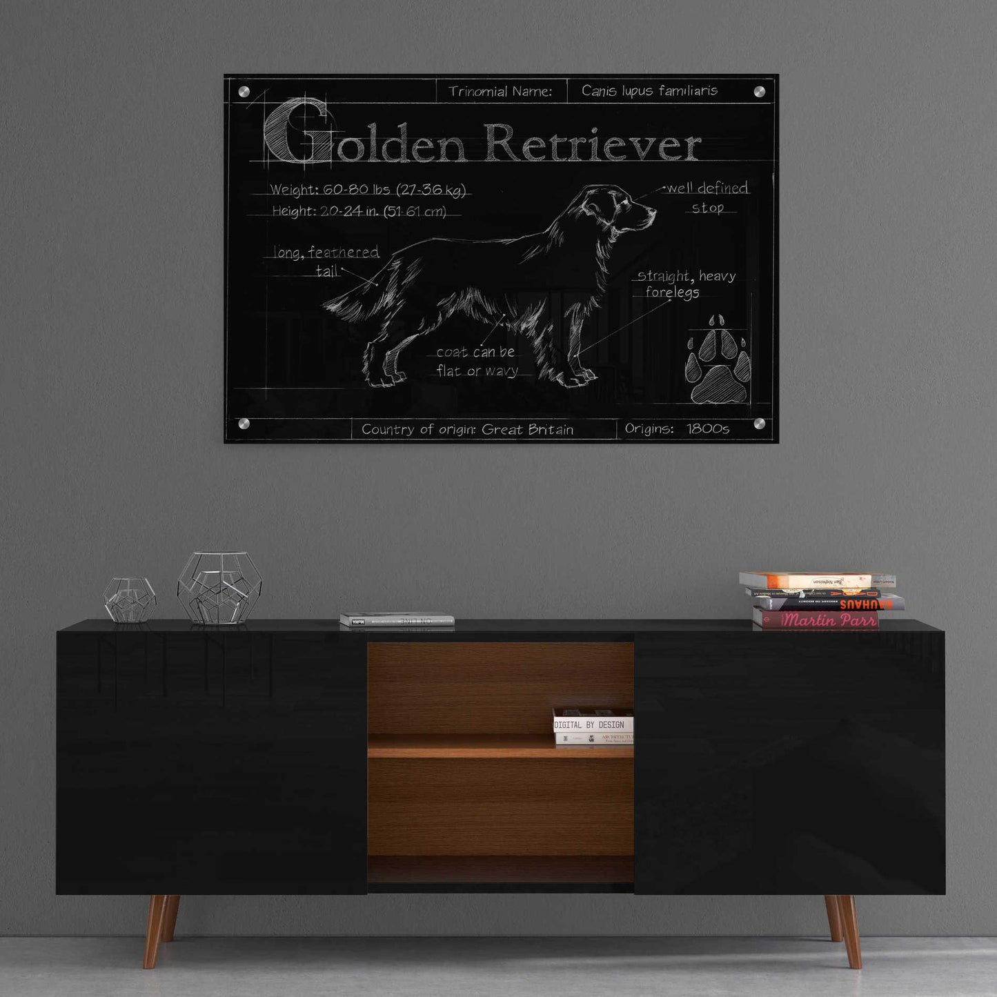 Epic Art 'Blueprint Golden Retriever' by Ethan Harper, Acrylic Glass Wall Art,36x24