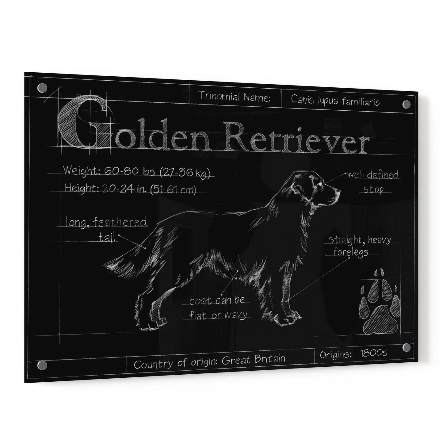 Epic Art 'Blueprint Golden Retriever' by Ethan Harper, Acrylic Glass Wall Art,36x24